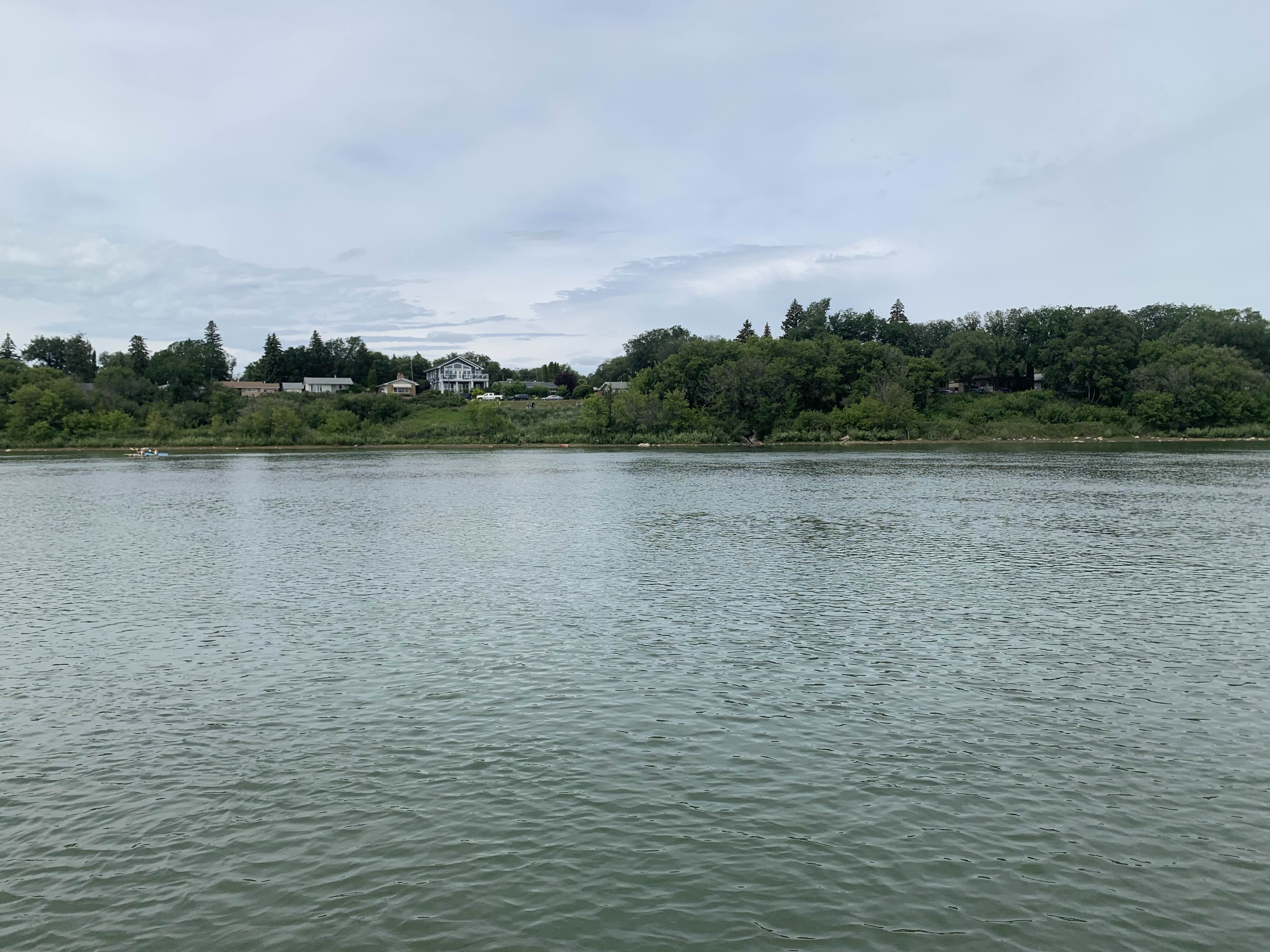 queencaes_sunflower1