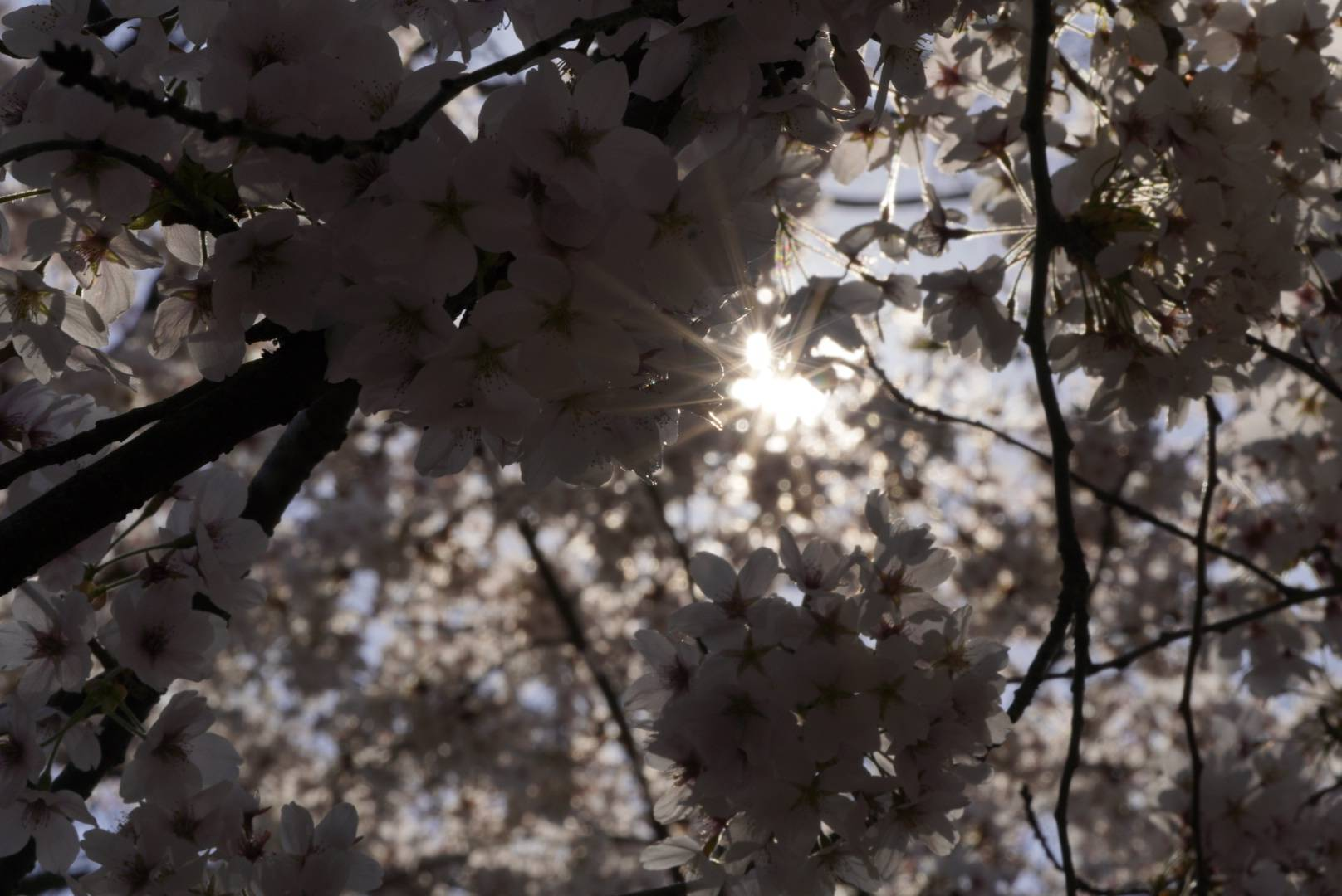 iansweryourquestions